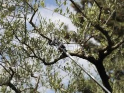 Archman Helium MT.2 - Forbicione Telescopico Professionale - Asta 170/270 Cm - Ø 35 Mm 28 Archman Helium MT.2 - Forbicione Telescopico Professionale - Asta 170/270 Cm - Ø 35 Mm -Garden Sconto archman helium mt 2 forbicione telescopico professionale asta 170 270 cm o 35 mm forbicione su asta di prolunga archman 10126 0 1487755710 Helium 06