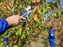 Campagnola Easy L - Forbici Elettriche Da Potatura - 44V 4.4Ah 19 Campagnola Easy L - Forbici Elettriche Da Potatura - 44V 4.4Ah -Garden Sconto campagnola easy l forbici elettriche da potatura 44v 4 4ah forbice da potatura a batteria campagnola easy l 14780 0 1601556705 IMG 5f75d0e176ca2