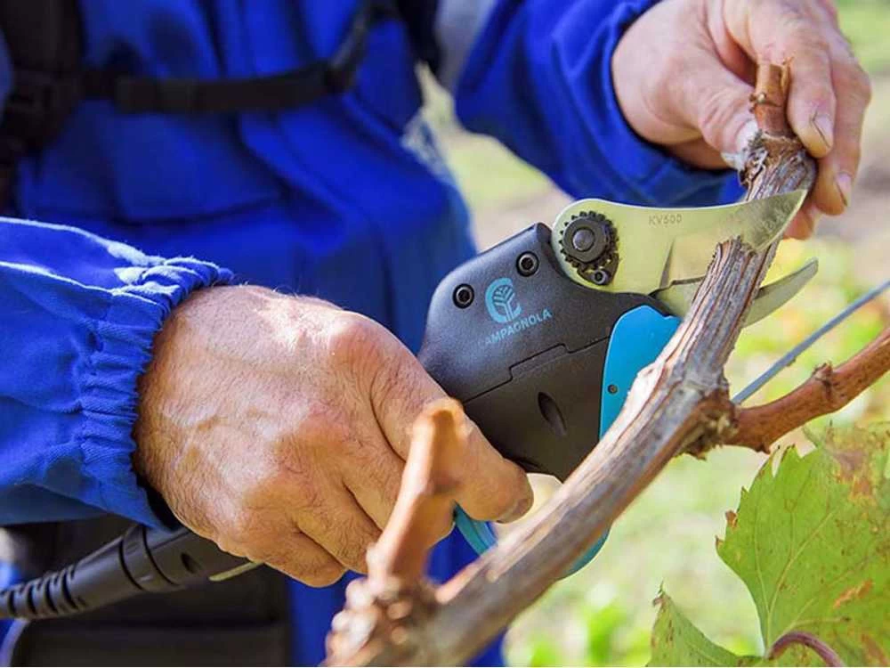 Campagnola Easy S - Forbice Elettrica Da Potatura - SENZA BATTERIA E CARICABATTERIA 4 Campagnola Easy S - Forbice Elettrica Da Potatura - SENZA BATTERIA E CARICABATTERIA - immagine 2