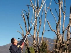 Potatore Elettrico 750W Valex ET301 Con Asta Telescopica Da 200 A 281 Cm 15 Potatore Elettrico 750W Valex ET301 Con Asta Telescopica Da 200 A 281 Cm -Garden Sconto potatore elettrico 750w valex et301 con asta telescopica da 200 a 281 cm potatore elettrico valex et301 telescopico 32445 5 1641988669 IMG 61dec23dbcc09